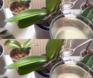 Orchids, 1 tablespoon is enough and they will bloom non-stop: very powerful fertilizer