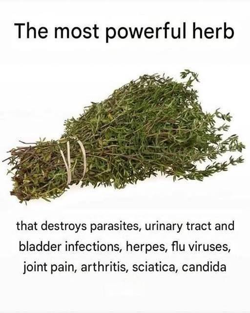 Natural Herbs That May Support Urinary & Digestive Health (Backed by Science)