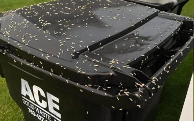 How to Stop Maggots From Taking Over Your Trash Bin