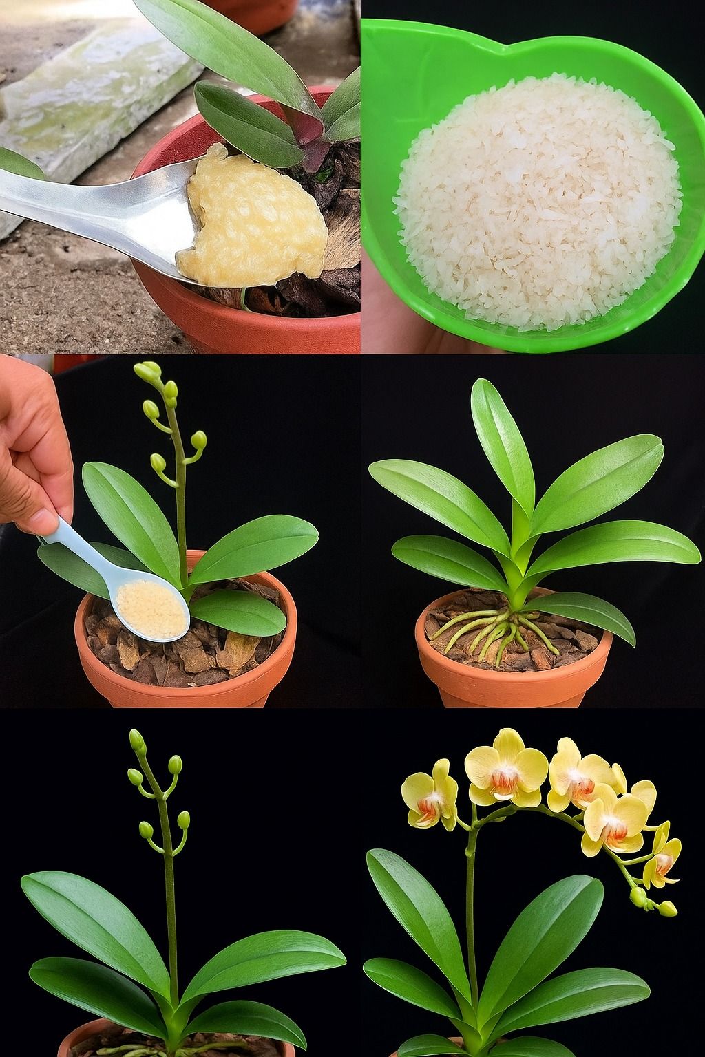 Put a handful of it in your orchid: it will grow beautiful and lush.
