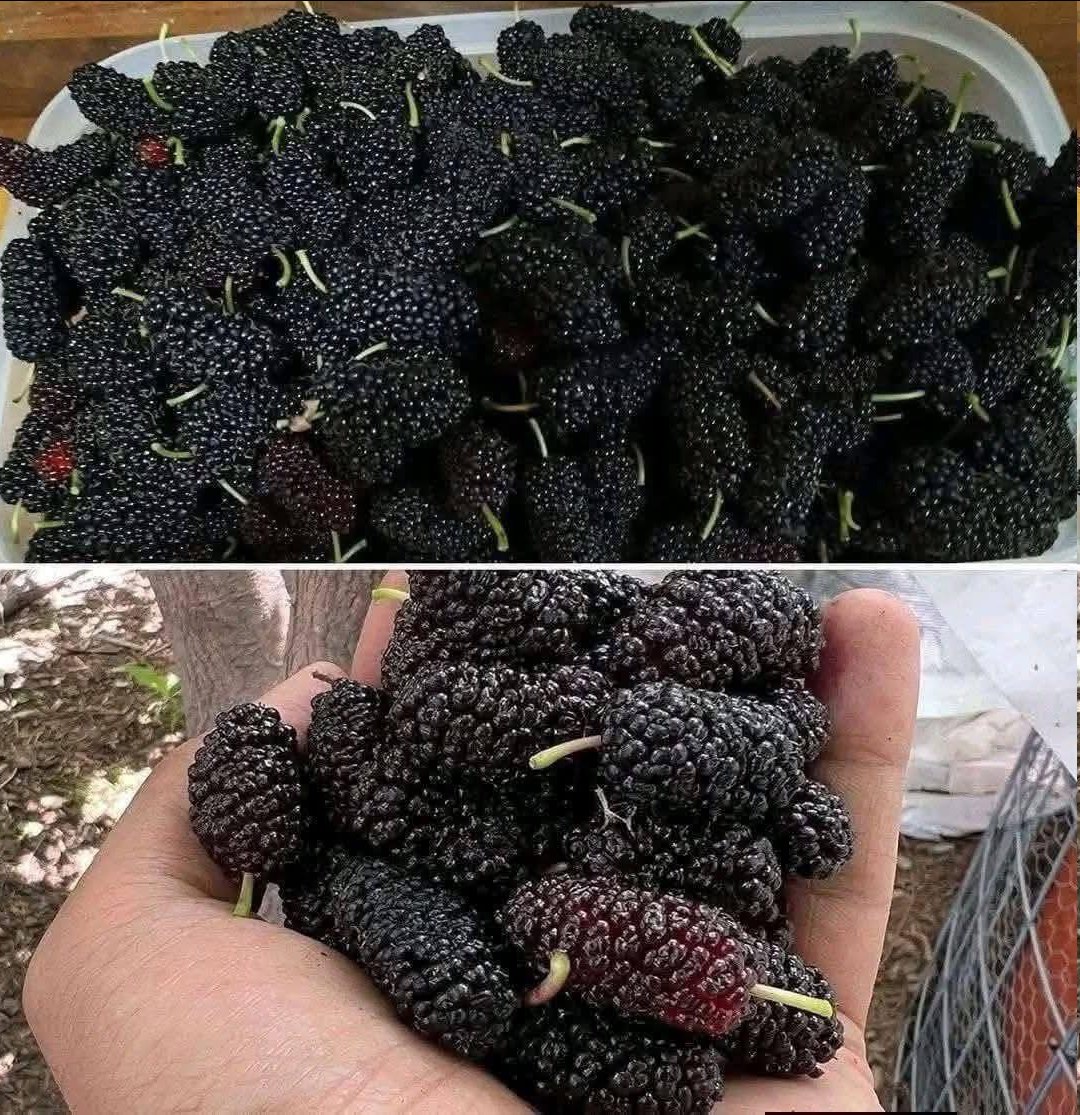 Mulberry Smoothie