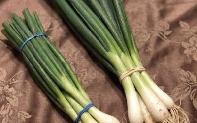 Doctors reveal that eating green onions causes …