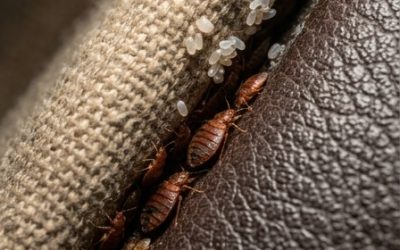 I discovered this hidden in a crack in my sofa… please don’t tell me these are bed bugs.