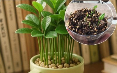 How To Plant A Lemon In A Cup: Make Your Home Smell Fresh And Boost Your Mood
