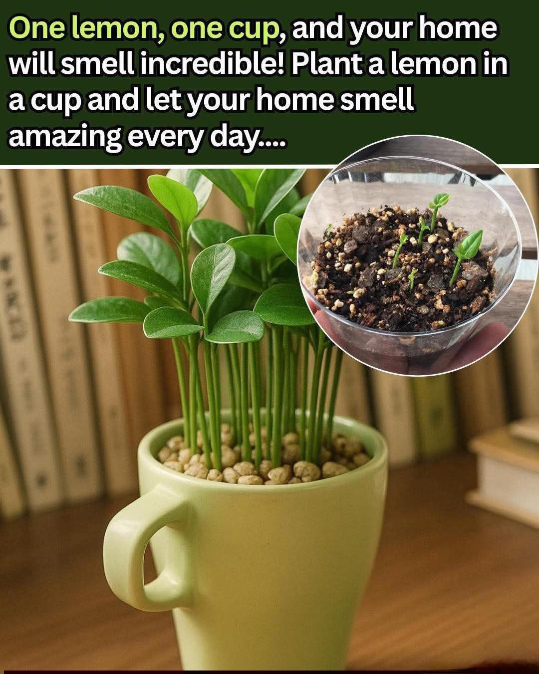 How To Plant A Lemon In A Cup: Make Your Home Smell Fresh And Boost Your Mood