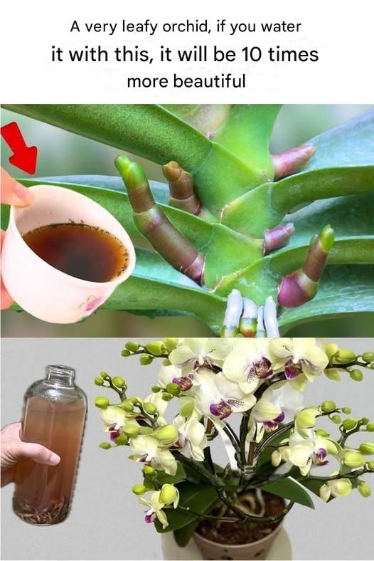 Very Leafy Orchid: The Secret Fertilizer That Will Make It 10x More Beautiful!