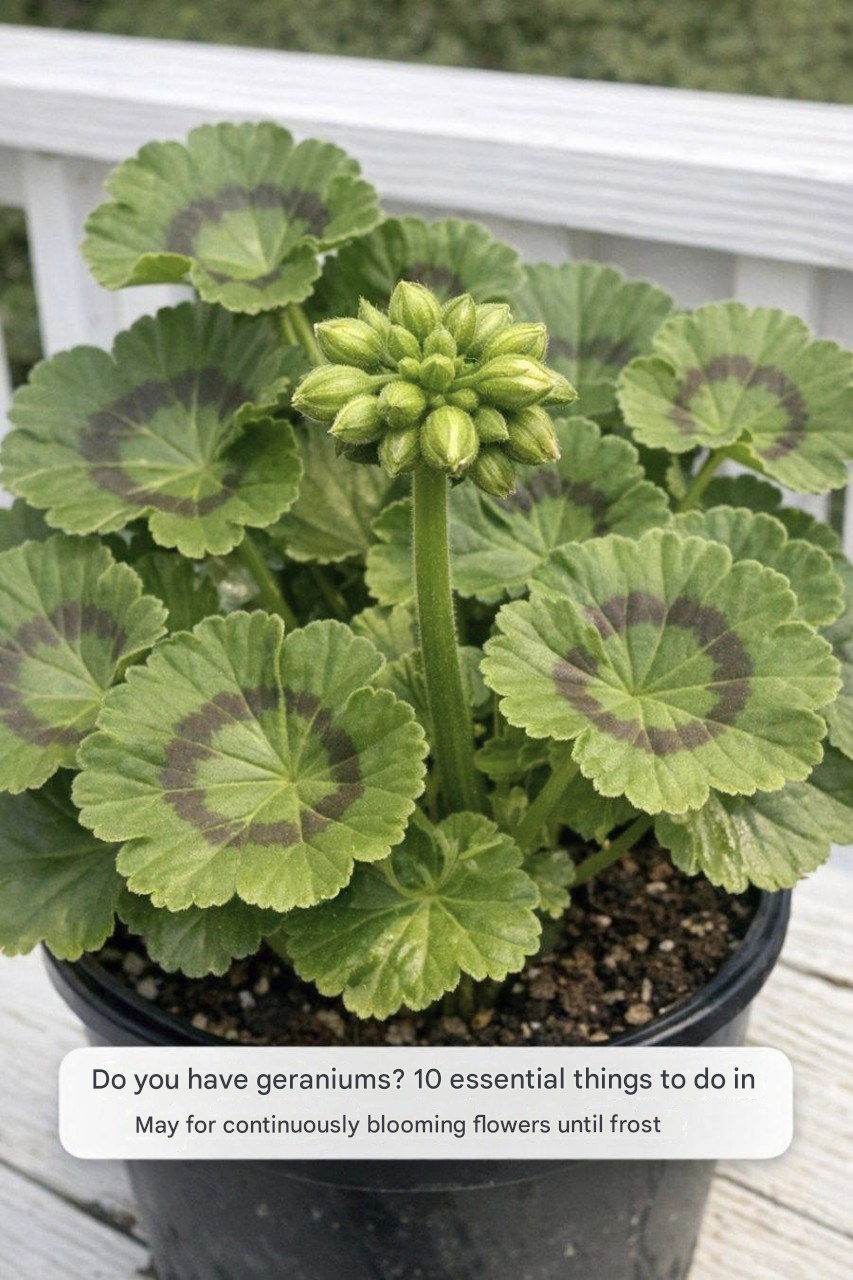 Do you have geraniums? 10 essential things you need to do in…