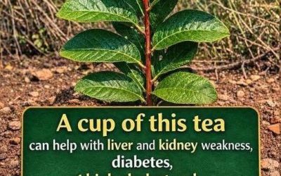 Benefits of guava leaves: what they are for and how to use them correctly