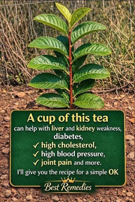 Benefits of guava leaves: what they are for and how to use them correctly