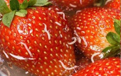 Why Tiny White Worms Come Out of Strawberries in Salt Water