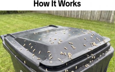 How to Stop Maggots From Taking Over Your Trash Bin — Once and for All