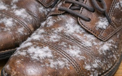 I pulled out shoes I haven’t worn all winter and found white fuzzy patches growing on the leather. What is this?