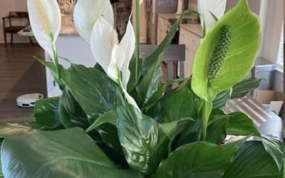 How To Get Your Peace Lily To Flower More