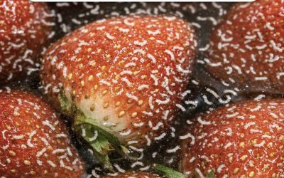 Those Tiny White Worms in Strawberries… Should You Be Worried?