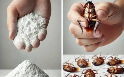 Say Goodbye to Cockroaches and Flies at Home with this Clever Trick