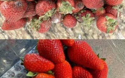 I used to avoid buying lots of strawberries when they were on sale because they were so hard to keep fresh! Recently, I discovered a genius hack from a farmer that keeps strawberries fresh for days! They stayed as good as freshly bought, even after several days. All you need is a simple ingredient that’s easy to find at home