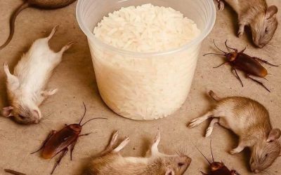 Eliminate Rats and Cockroaches Naturally Using