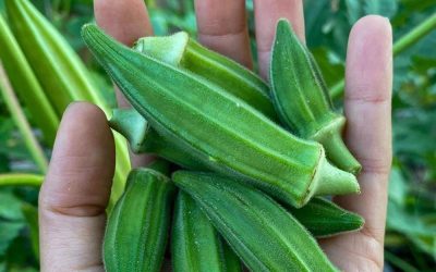 Why Okra May Support Health, According to Experts