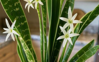 How to Make Your Mother-in-Law’s Tongue Bloom and Perfume Your Entire Home