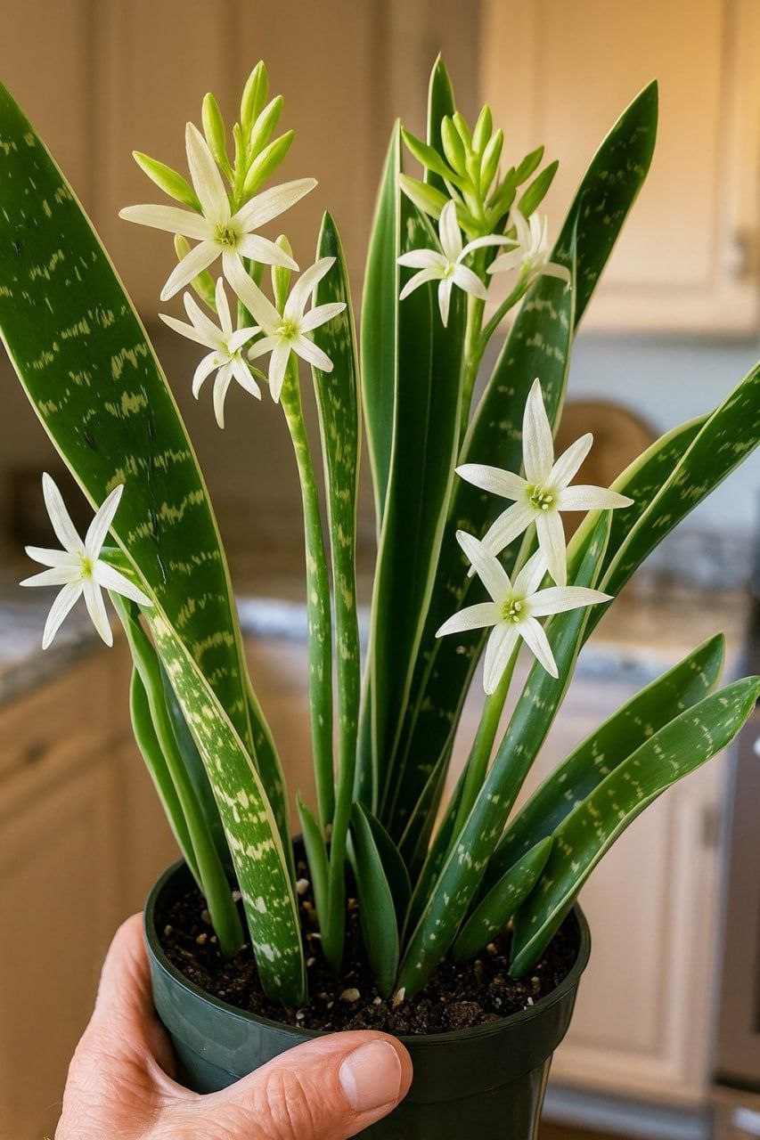 How to Make Your Mother-in-Law’s Tongue Bloom and Perfume Your Entire Home