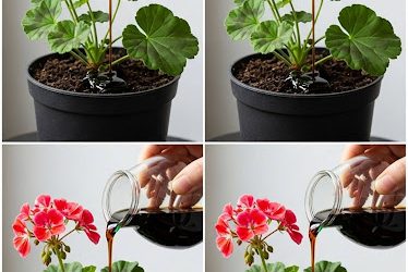 Do This and Your Geraniums Will Bloom Almost Continuously for Over a Year