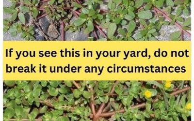 Purslane — The “Weed” That’s Actually a Garden Superhero (8 Reasons to Let It Stay)