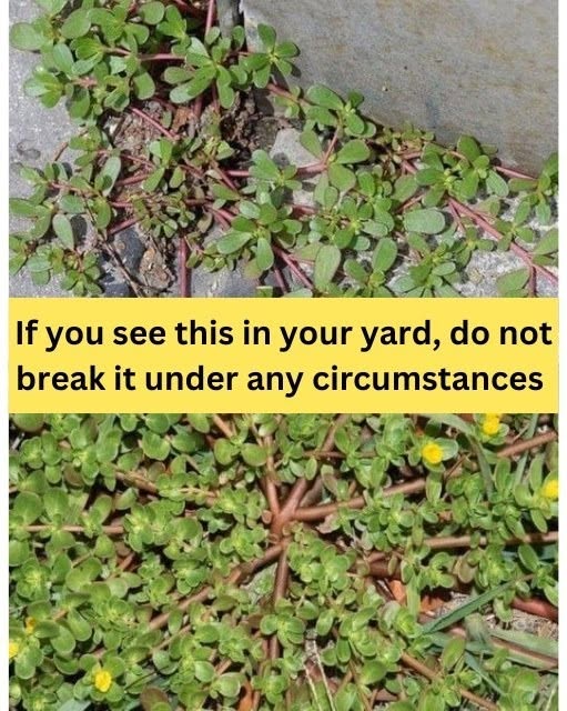 Purslane — The “Weed” That’s Actually a Garden Superhero (8 Reasons to Let It Stay)