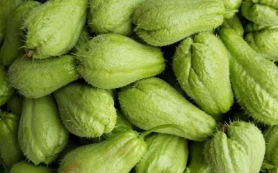 Doctors reveal that eating chayote causes ….