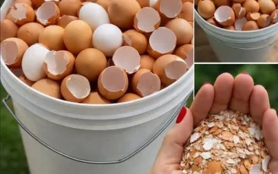 Don’t Toss Those Eggshells: 17 Ways to Reuse Them (Your Plants, Drains, and Skin Will Thank You)