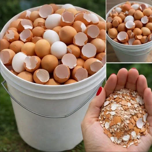 Don’t Toss Those Eggshells: 17 Ways to Reuse Them (Your Plants, Drains, and Skin Will Thank You)