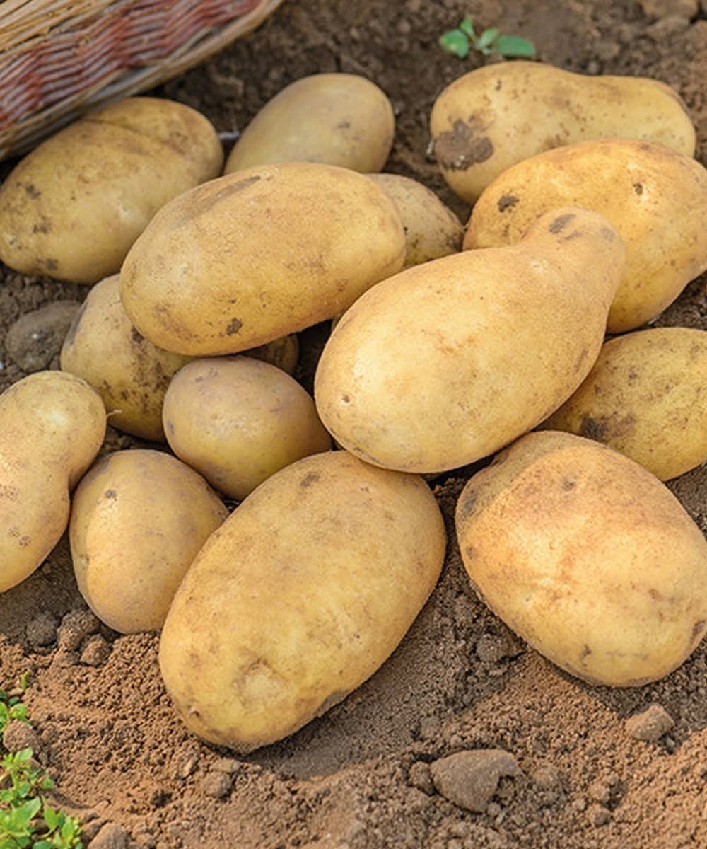 Doctors reveal that eating potatoes causes