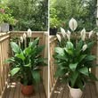 Just 1 Cup Makes Peace Lily Bloom Like Crazy (Even the Ugly Ones)6