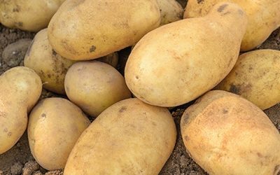 Doctors reveal that eating potatoes causes