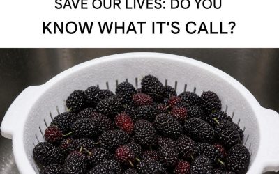 Black mulberry: Regulates blood pressure, improves eyesight, prevents cancer, and relieves headaches.