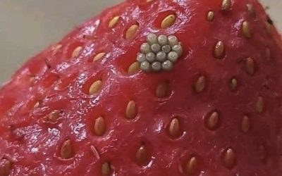 Tiny White Worms in Strawberries? Here’s What They Really Are and Whether Your Berries Are Safe to Eat!!!