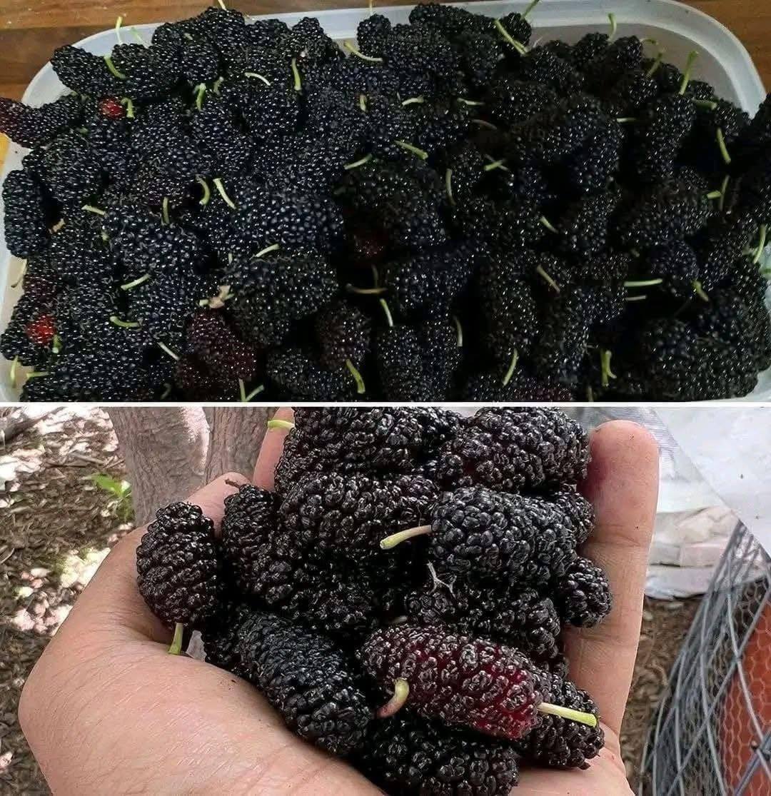Have you ever tasted it? Do you know what it’s called?