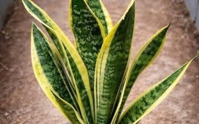 If you have this plant in your house, then you have…