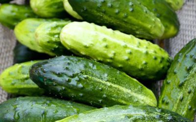 Doctors reveal that eating cucumber in salads causes…