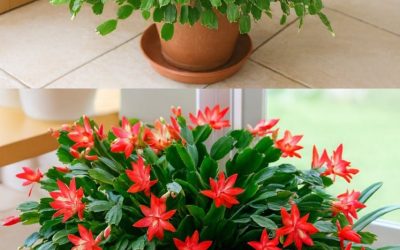 How to Make Your Christmas Cactus Bloom with a Simple Kitchen Remedy