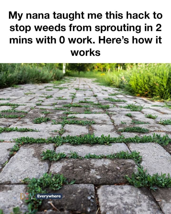 My nana taught me this hack to stop weeds from sprouting in 2 mins with 0 work. Here’s how it works