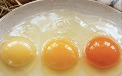 The Egg Yolk That Stopped Me in My Tracks