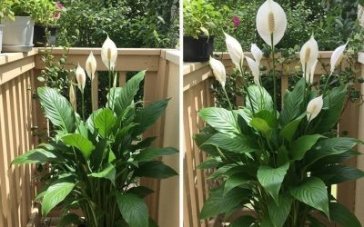 Place a Tablespoon on Any Plant at Home: What to Expect