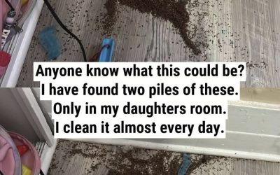 The Mystery Pile in My Daughter’s Room—Solved by the Internet (Spoiler: It Wasn’t Termites!)