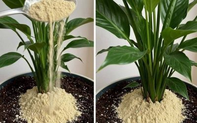 Peace lily: thanks to this one ingredient, it will bloom for up to 10 years in a row.