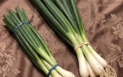 The Difference Between Green Onions, Scallions, Spring Onions, and Chives Explained