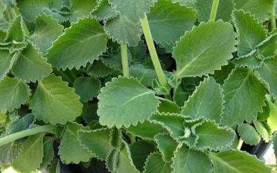 🌿 A Scientific Look at Oregano’s Role in Supporting Wellness