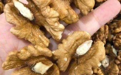 Doctors reveal that eating walnuts causes…