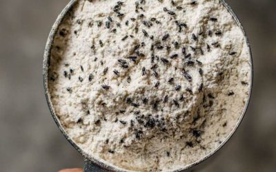 Tiny Black Bugs in Your Flour? Here’s What’s Really Going On (And What to Do Next)
