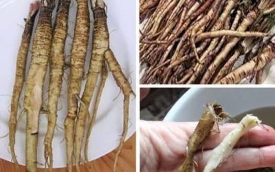 A plant that destroys cancer cells in just 48 hours! It’s 100 times more effective than chemotherapy.
