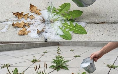 Natural and Powerful Homemade Weed Control